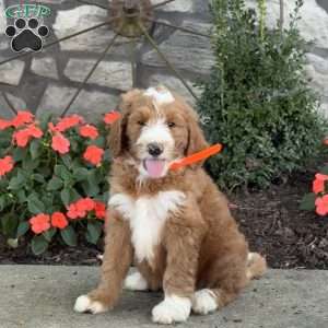 Bear, Goldendoodle Puppy