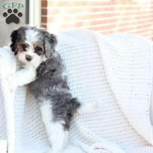 Walter, Cavapoo Puppy