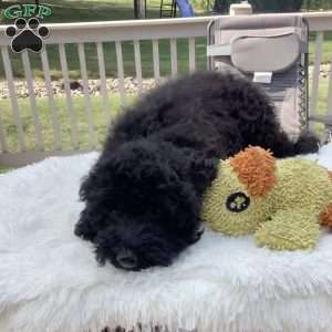 Jude, Havapoo Puppy