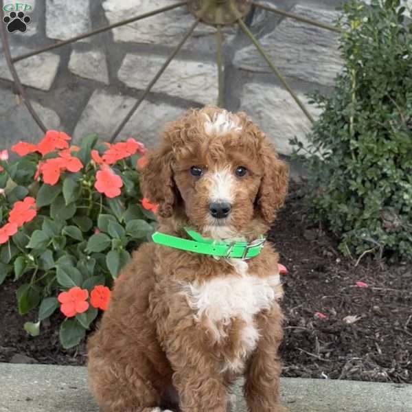 Bandit, Goldendoodle Puppy