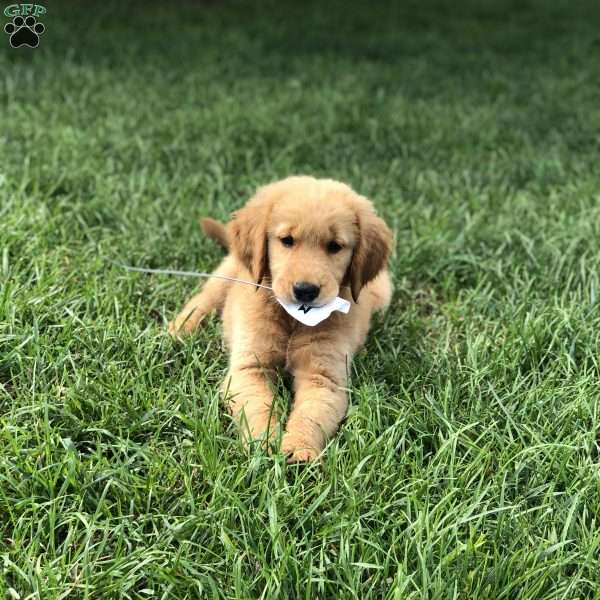Yolanda, Golden Retriever Puppy