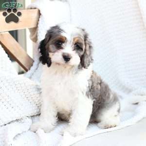 Walter, Cavapoo Puppy