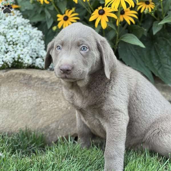 Sheena, Silver Labrador Retriever Puppy