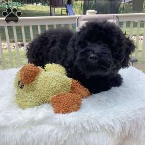Jude, Havapoo Puppy