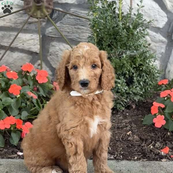 Benji, Goldendoodle Puppy