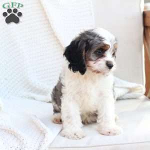 Walter, Cavapoo Puppy