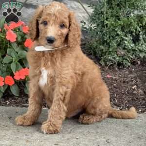 Benji, Goldendoodle Puppy
