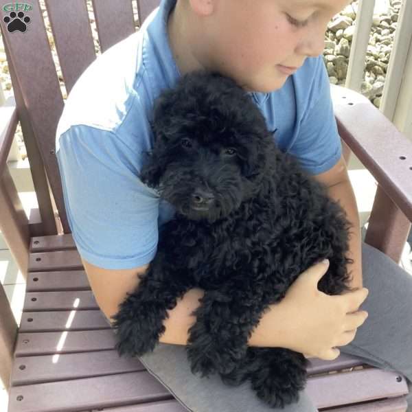 Jude, Havapoo Puppy