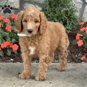 Benji, Goldendoodle Puppy