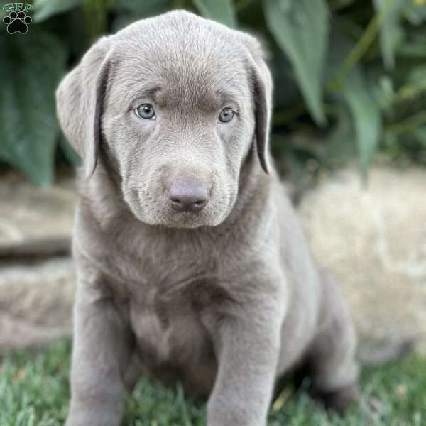 Silvie, Silver Labrador Retriever Puppy