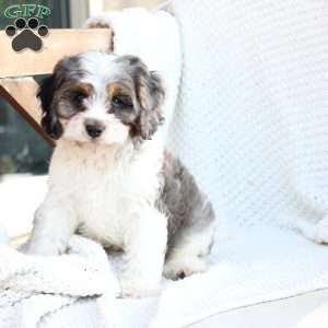 Walter, Cavapoo Puppy