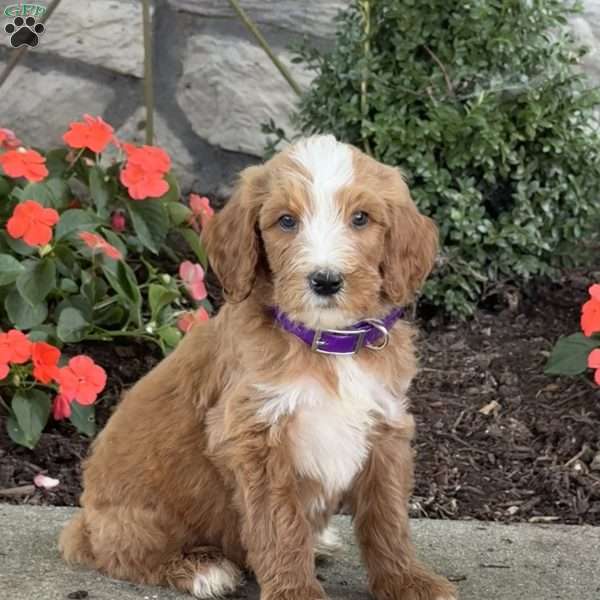 Blaze, Goldendoodle Puppy