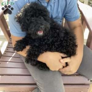 Jude, Havapoo Puppy
