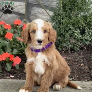 Blaze, Goldendoodle Puppy