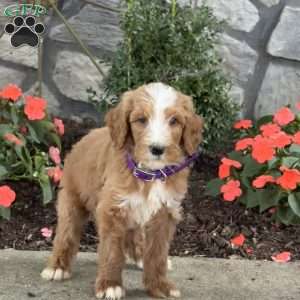 Blaze, Goldendoodle Puppy