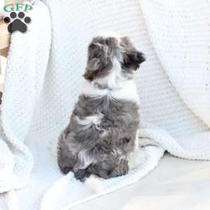 Walter, Cavapoo Puppy
