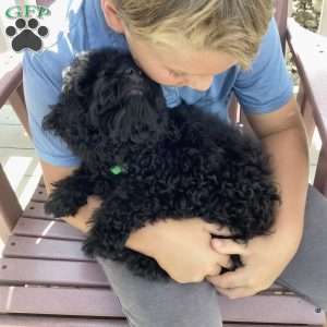 Jude, Havapoo Puppy