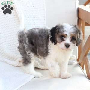 Walter, Cavapoo Puppy