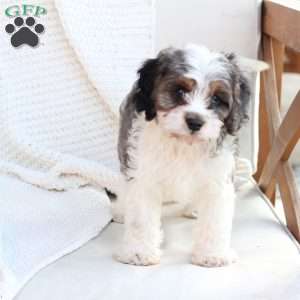 Walter, Cavapoo Puppy