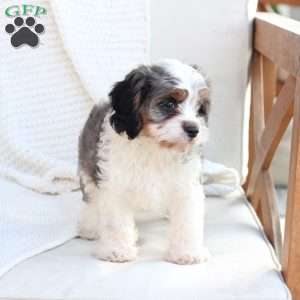 Walter, Cavapoo Puppy