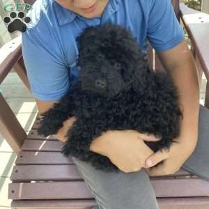 Jude, Havapoo Puppy