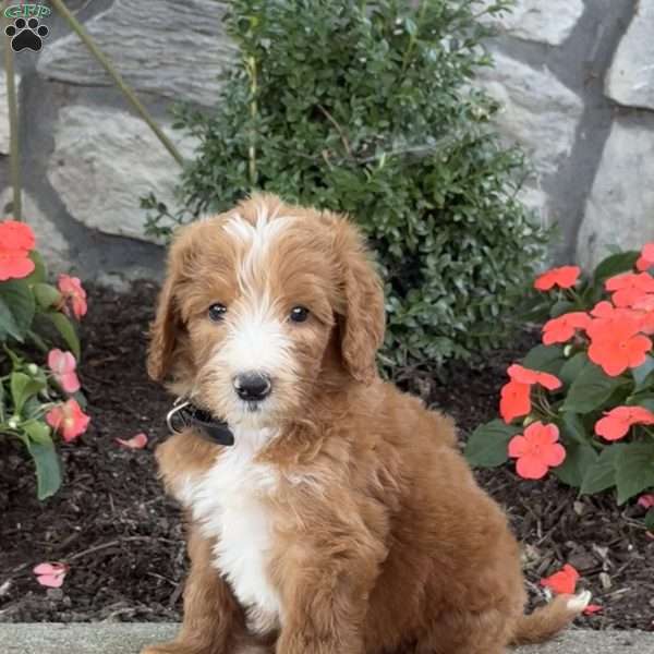 Boomer, Goldendoodle Puppy