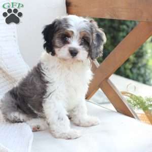 Walter, Cavapoo Puppy