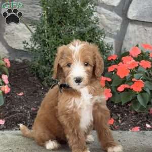 Boomer, Goldendoodle Puppy
