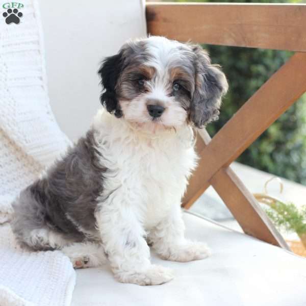 Walter, Cavapoo Puppy