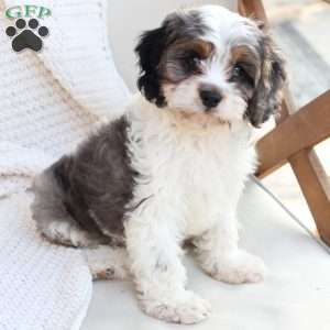 Walter, Cavapoo Puppy