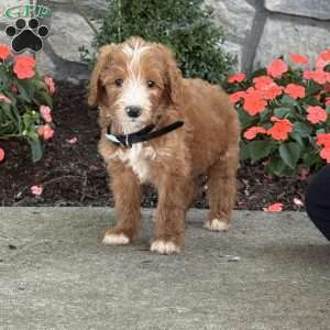Boomer, Goldendoodle Puppy