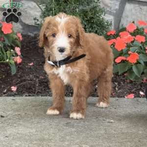 Boomer, Goldendoodle Puppy
