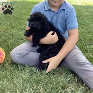 Jude, Havapoo Puppy