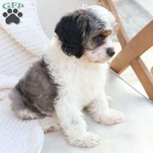 Walter, Cavapoo Puppy