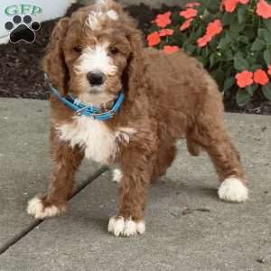 Barney, Goldendoodle Puppy