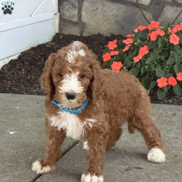 Barney, Goldendoodle Puppy