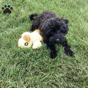 Jude, Havapoo Puppy