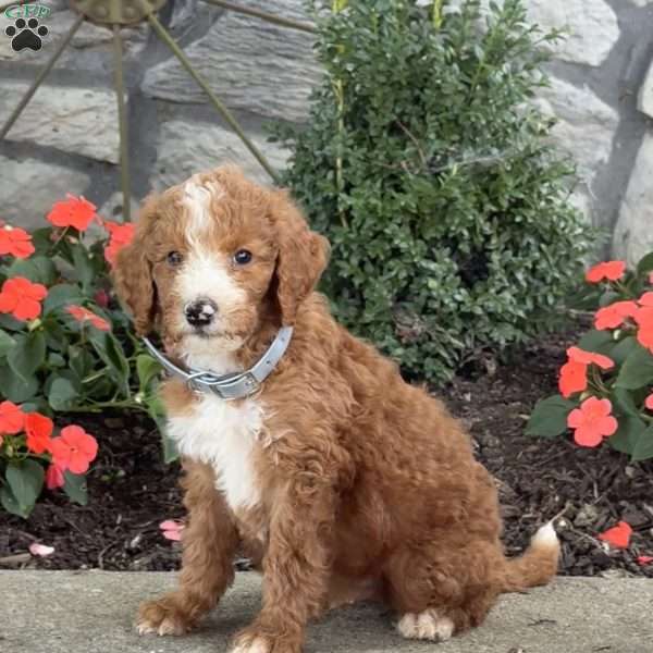Bingo, Goldendoodle Puppy