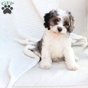 Walter, Cavapoo Puppy