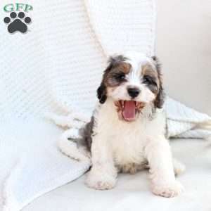 Walter, Cavapoo Puppy