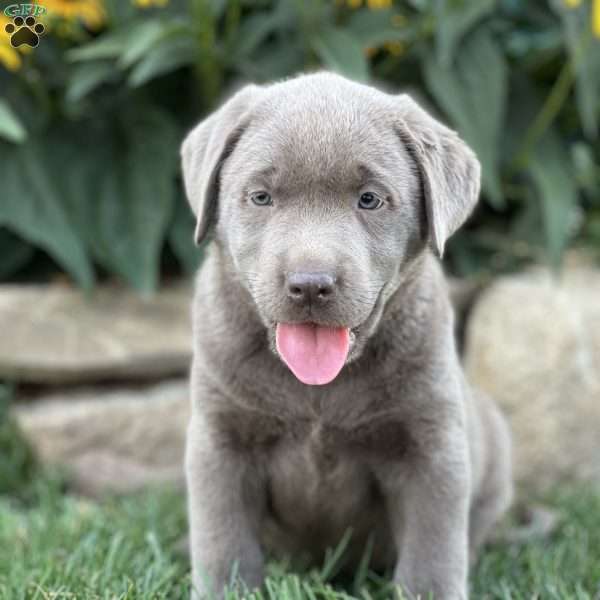 Sweenie, Silver Labrador Retriever Puppy