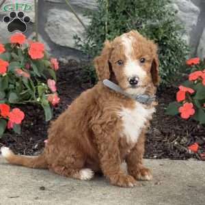 Bingo, Goldendoodle Puppy
