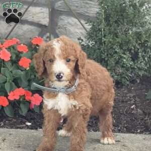 Bingo, Goldendoodle Puppy