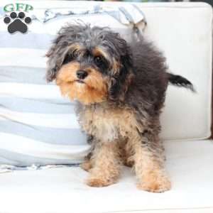 Harley, Cavapoo Puppy