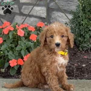 Bambi, Goldendoodle Puppy