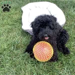 Jude, Havapoo Puppy