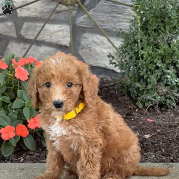 Bambi, Goldendoodle Puppy