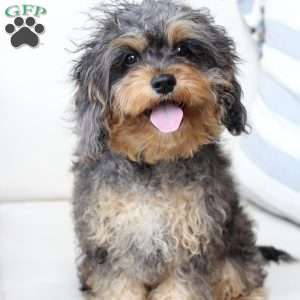 Harley, Cavapoo Puppy