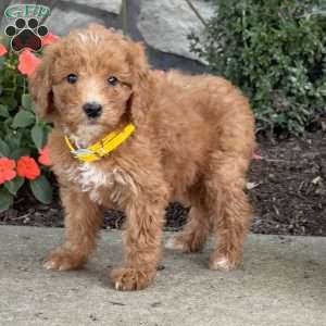 Bambi, Goldendoodle Puppy