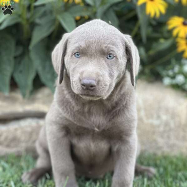 Shine, Silver Labrador Retriever Puppy